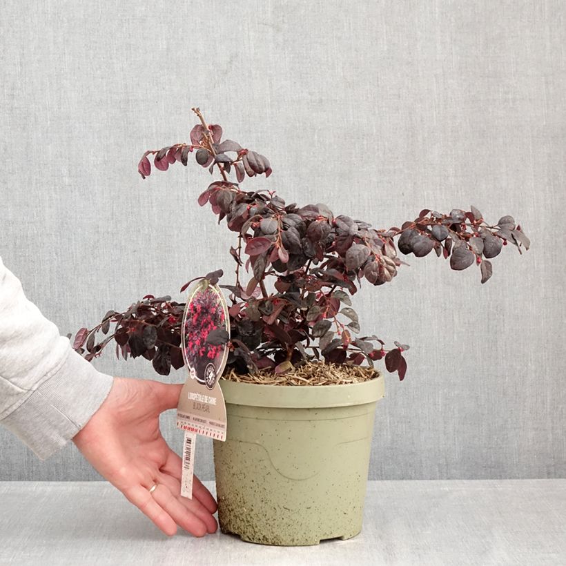 Loropetalum chinense Black Pearl - Chinese Witch Hazel 3L/4L pot sample as delivered in winter