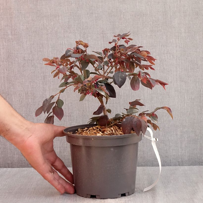 Loropetalum chinense var. rubrum Ever Red - Chinese Witch Hazel 3L/4L pot sample as delivered in summer