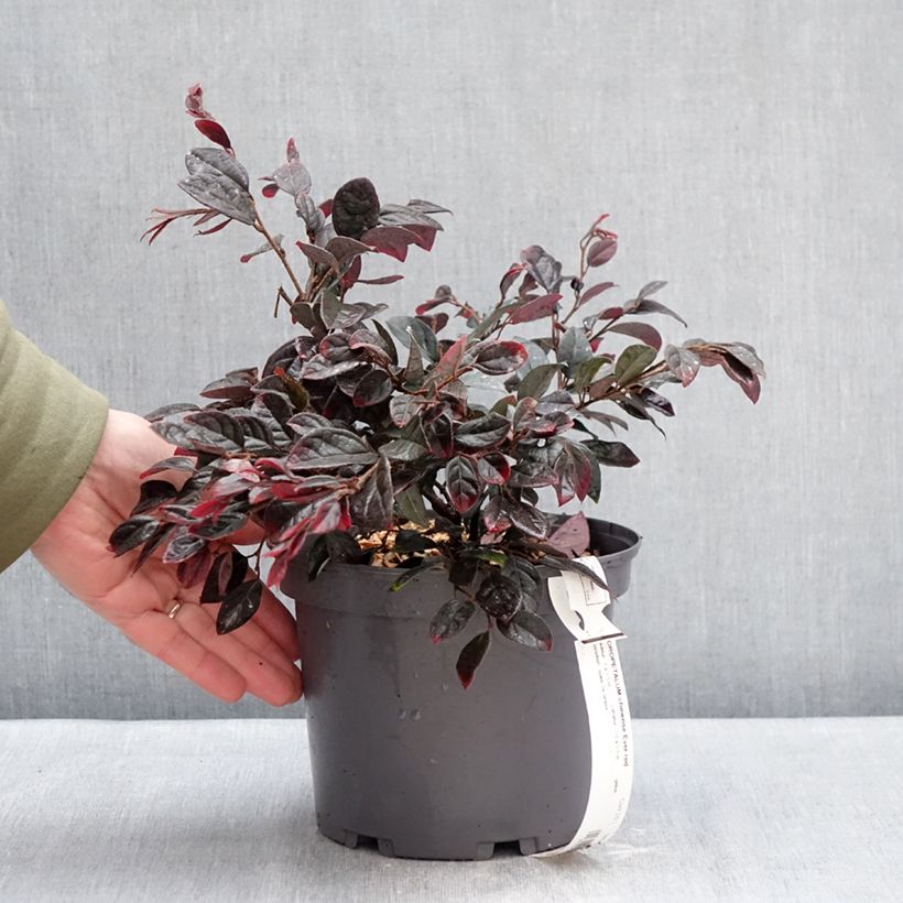 Loropetalum chinense var. rubrum Ever Red - Chinese Witch Hazel 3L/4L pot sample as delivered in winter