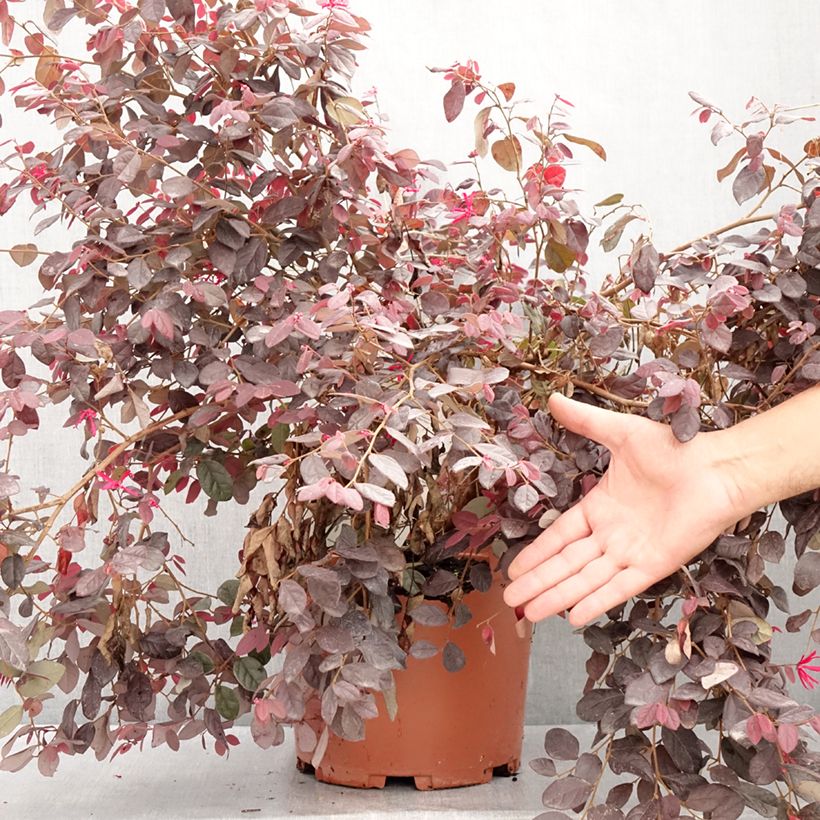 Loropetalum chinense var. rubrum Ever Red - Chinese Witch Hazel 7.5L/10L pot sample as delivered in summer
