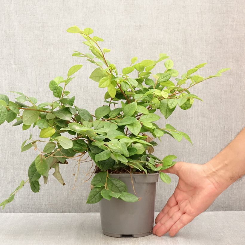 Loropetalum chinense 2L/3L pot sample as delivered in summer