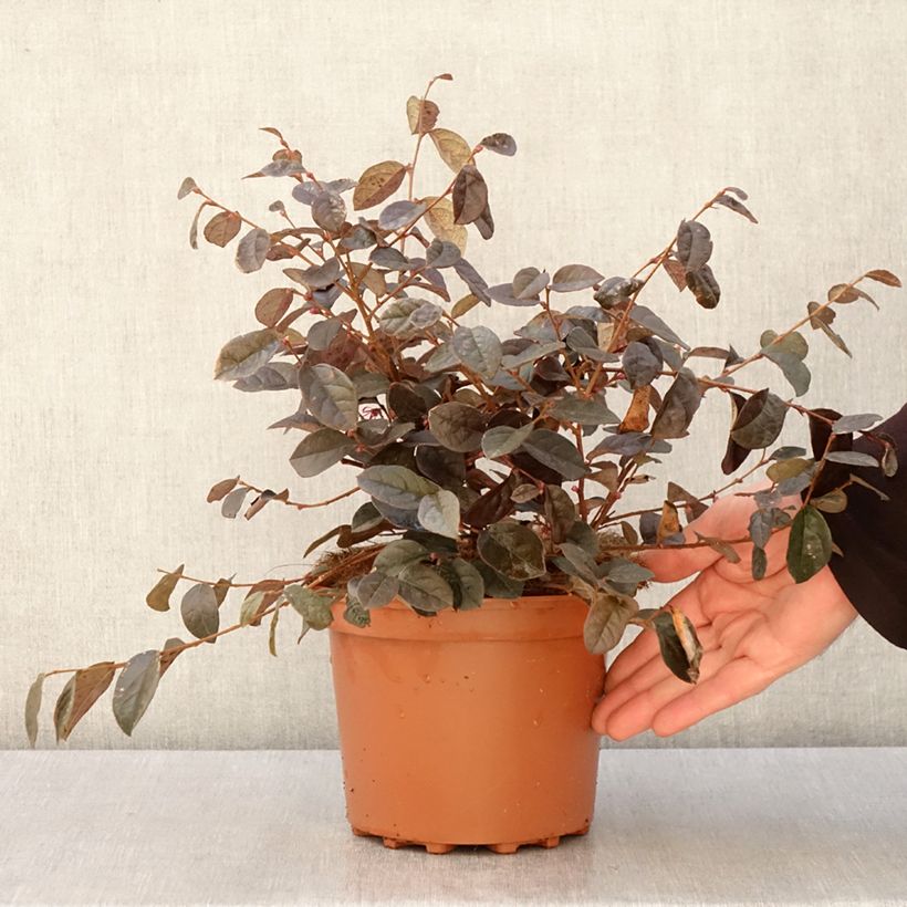 Loropetalum chinense 2L/3L pot sample as delivered in spring