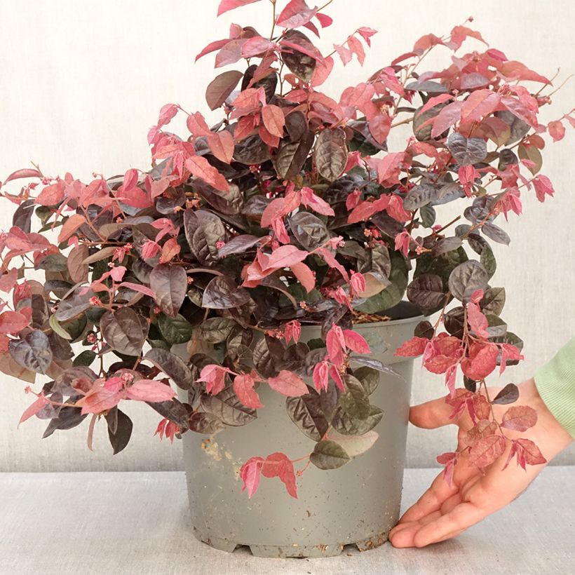 Loropetalum chinense 7.5L/10L pot sample as delivered in winter