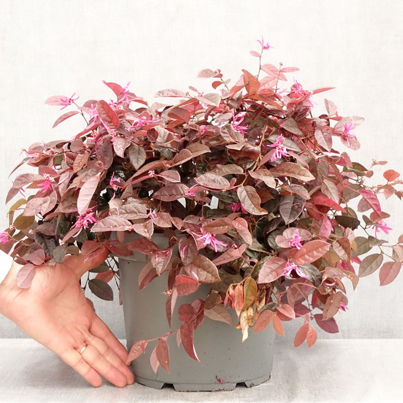 Loropetalum chinense 7.5L/10L pot sample as delivered in spring
