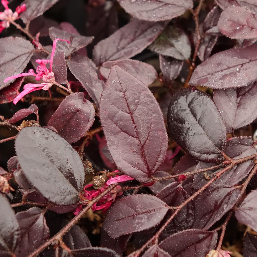 Loropetalum chinense Rouge de la Majorie (Foliage)
