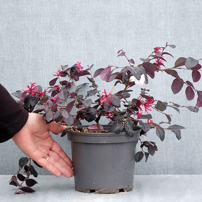 Loropetalum chinense Rouge de la Majorie 3L/4L pot sample as delivered in autumn