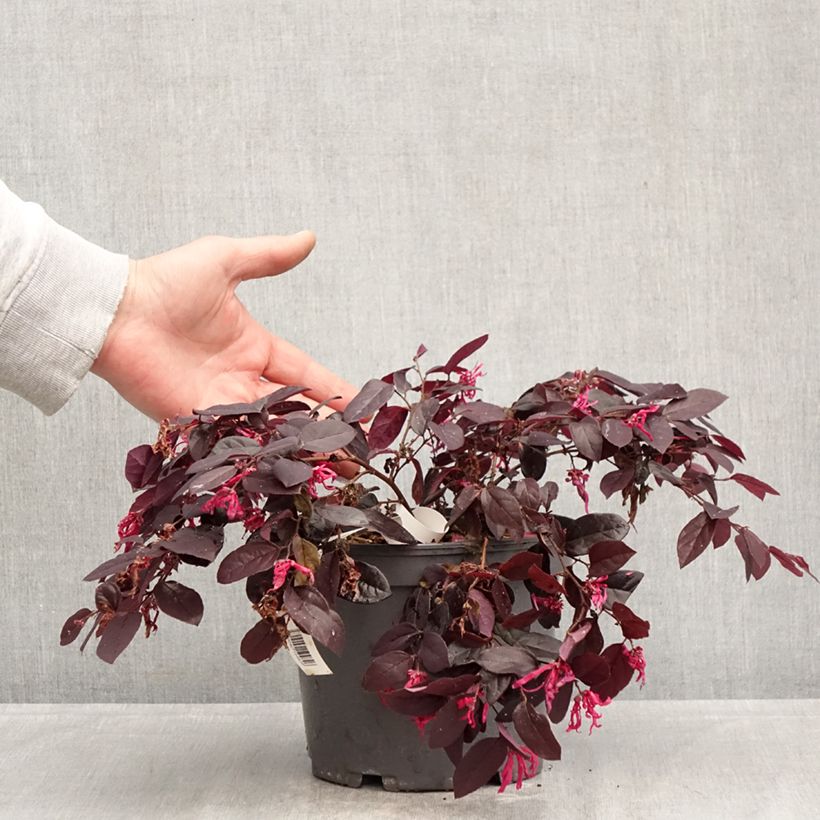 Loropetalum chinense Rouge de la Majorie 3L/4L pot sample as delivered in spring