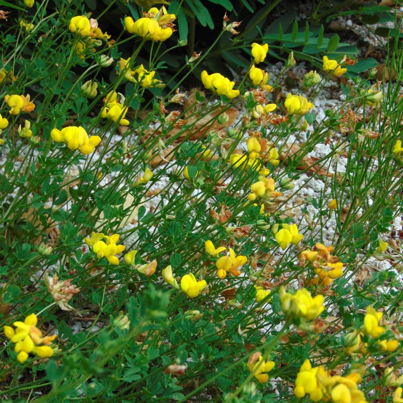 Lotus corniculatus  (Plant habit)