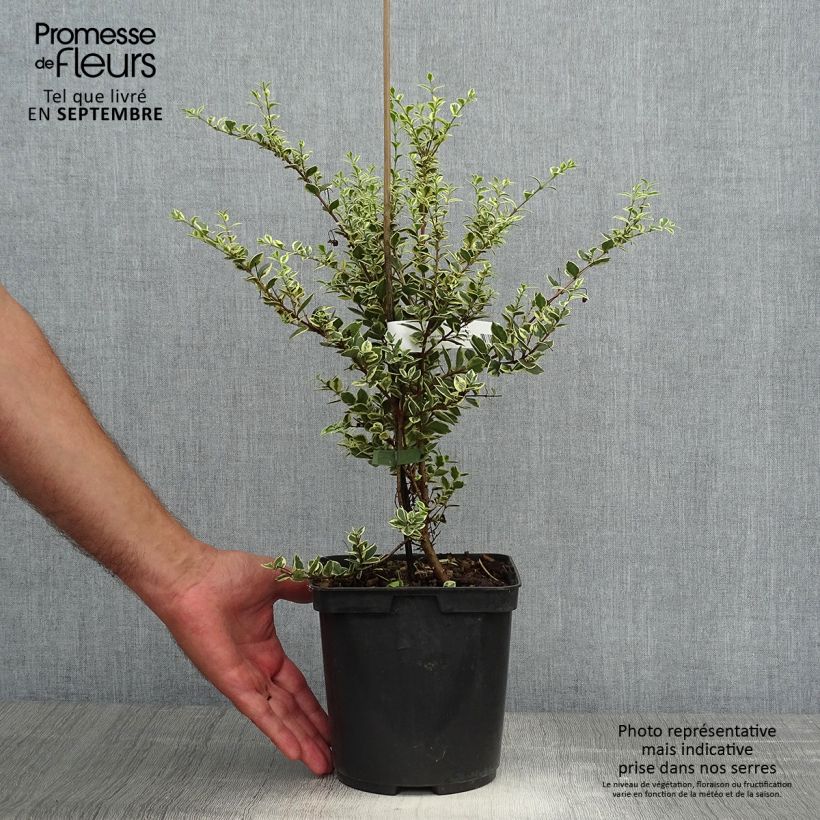 Luma apiculata Glanleam Gold 3L/4L pot sample as delivered in autumn