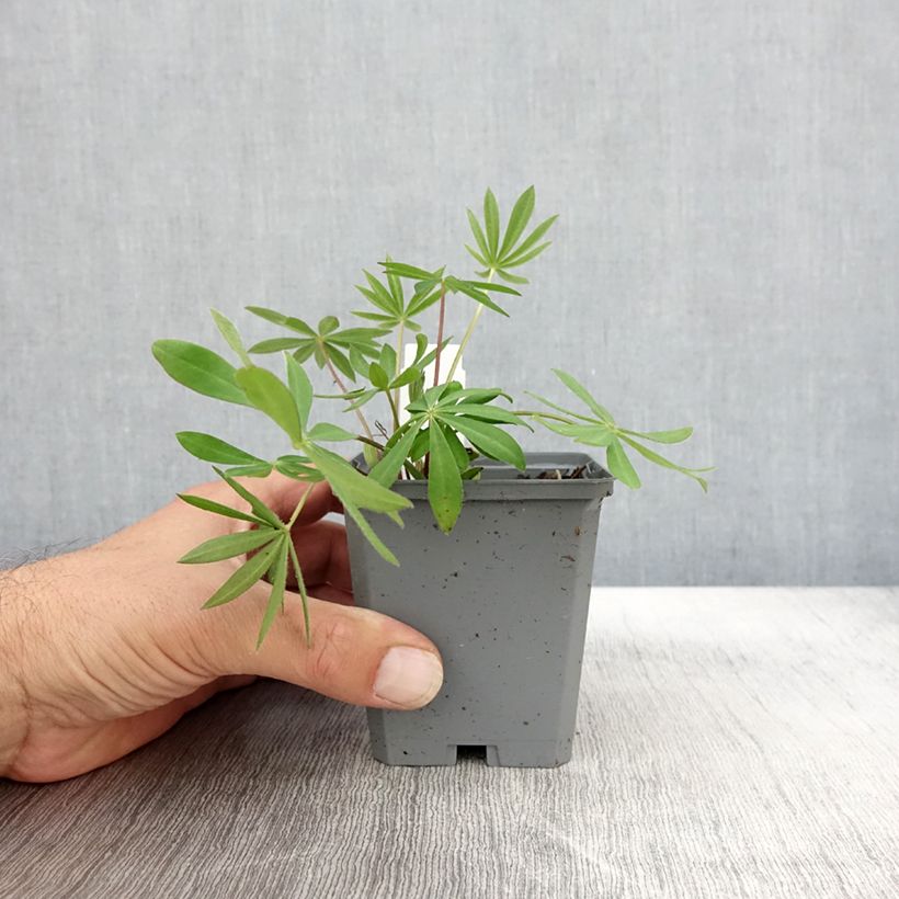 Lupinus Gallery Pink 8/9 cm pot sample as delivered in autumn
