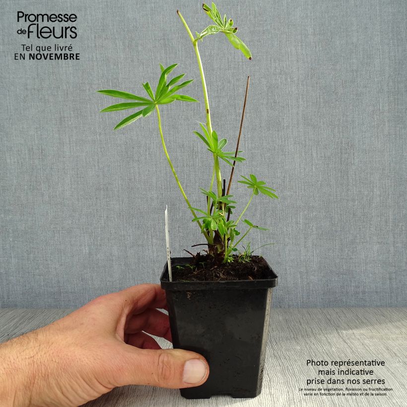 Lupinus Gallery White 8/9 cm pot sample as delivered in autumn