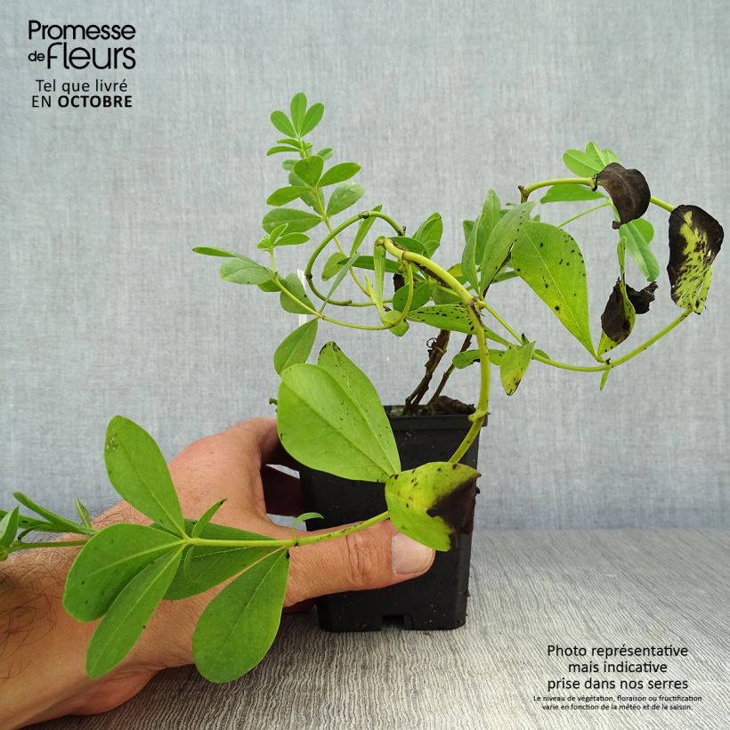 Baptisia australis Alba - False Indigo 8/9 cm pot sample as delivered in autumn