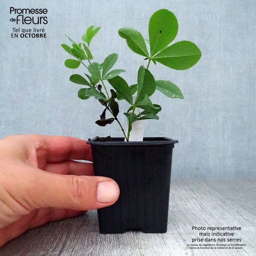 Baptisia australis - False Indigo 8/9 cm pot sample as delivered in autumn
