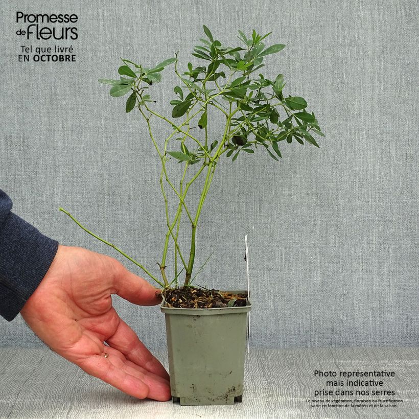 Baptisia Purple Smoke - False Indigo 8/9 cm pot sample as delivered in autumn
