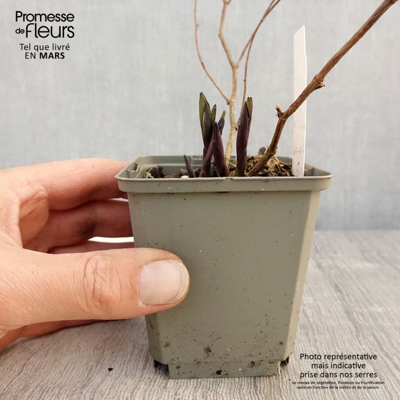 Baptisia Purple Smoke - False Indigo 8/9 cm pot sample as delivered in spring