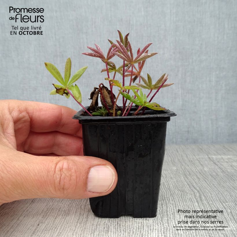 Lupinus polyphyllus The Chatelaine 7/8 cm pot sample as delivered in autumn