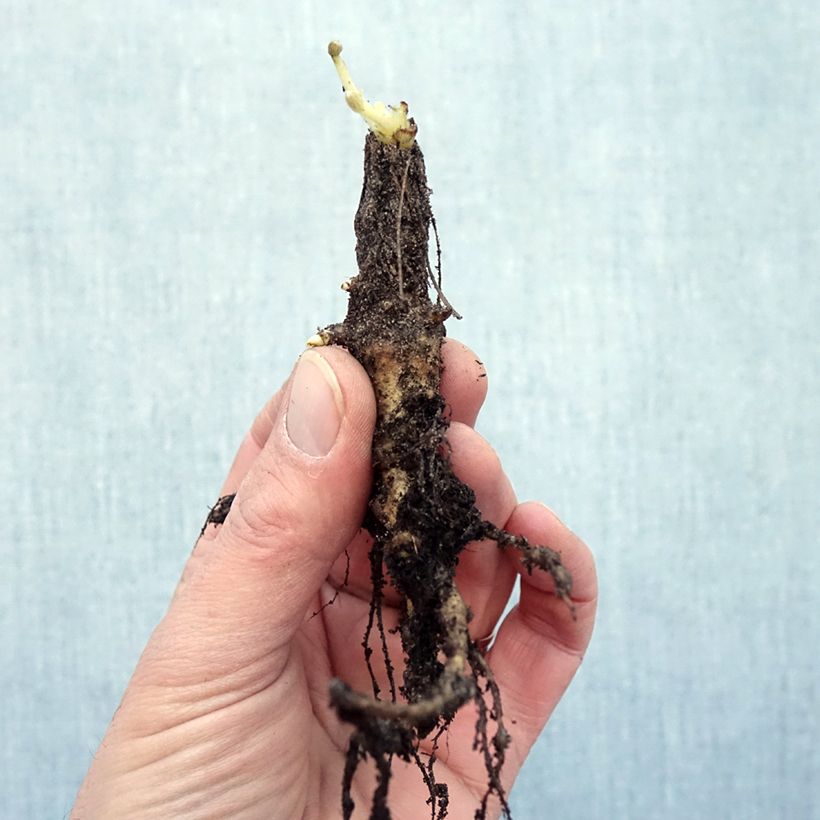Lupinus polyphyllus The Chatelaine Bare root sample as delivered in winter