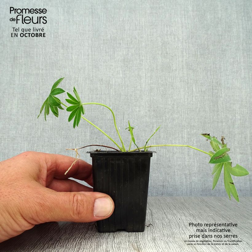 Lupinus polyphyllus Noblemaiden 7/8 cm pot sample as delivered in autumn