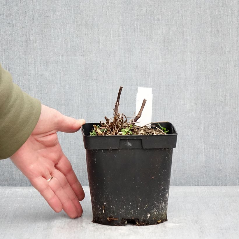Lupinus polyphyllus Chandelier 2L/3L pot sample as delivered in winter
