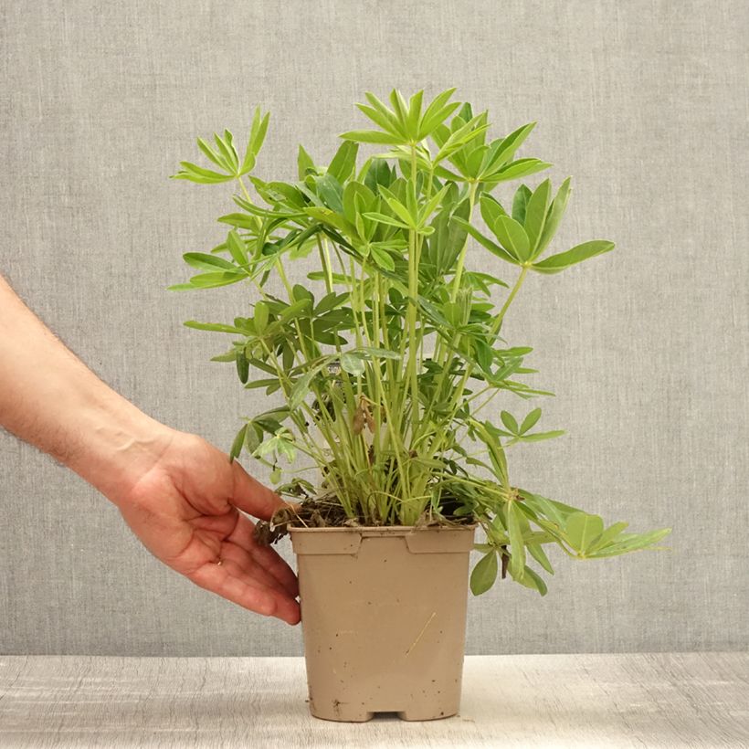 Lupinus polyphyllus Chandelier 2L/3L pot sample as delivered in spring