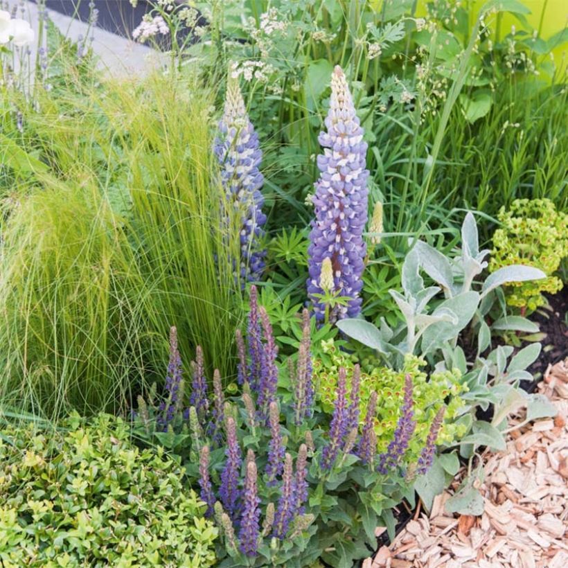 Lupinus The Governor (Plant habit)