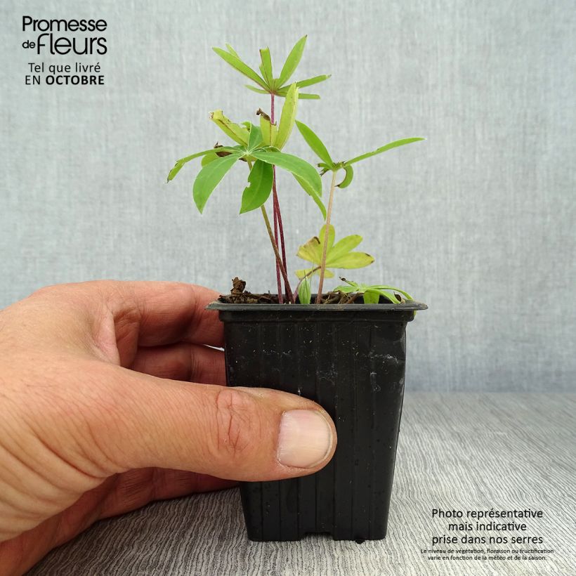 Lupinus The Governor 7/8 cm pot sample as delivered in autumn