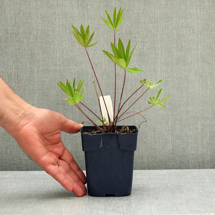 Lupinus The Governor 2L/3L pot sample as delivered in spring