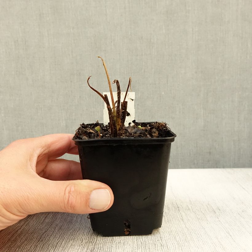 Lupinus polyphyllus Les Pages 8/9 cm pot sample as delivered in autumn