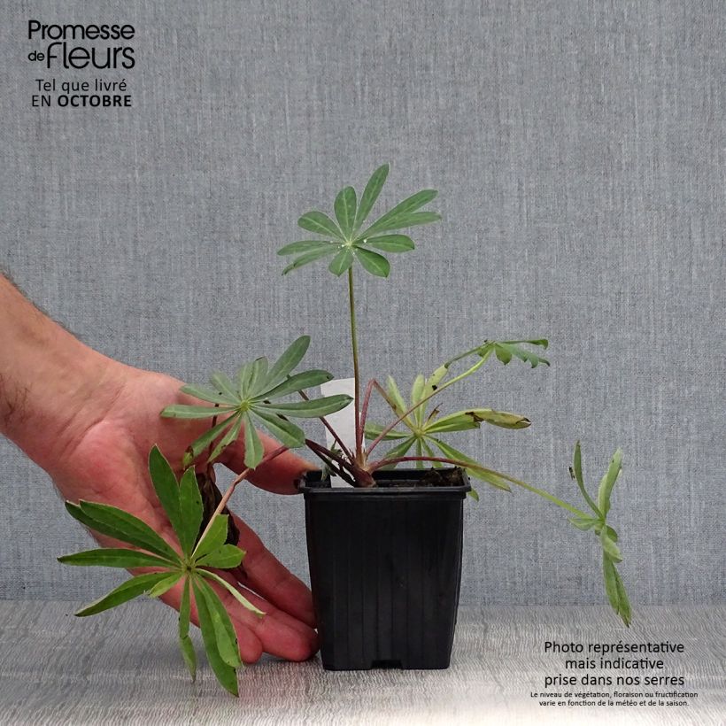 Lupinus West Country Manhattan Lights 8/9 cm pot sample as delivered in autumn