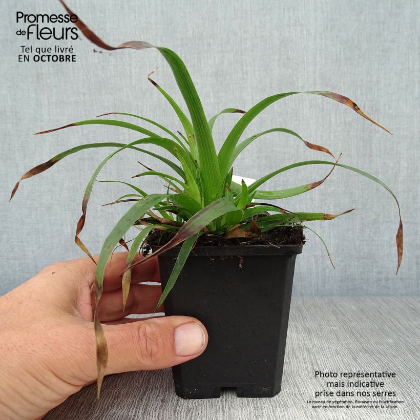 Luzula sylvatica 8/9 cm pot sample as delivered in autumn