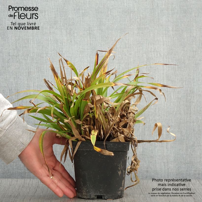 Luzula sylvatica 2L/3L pot sample as delivered in autumn