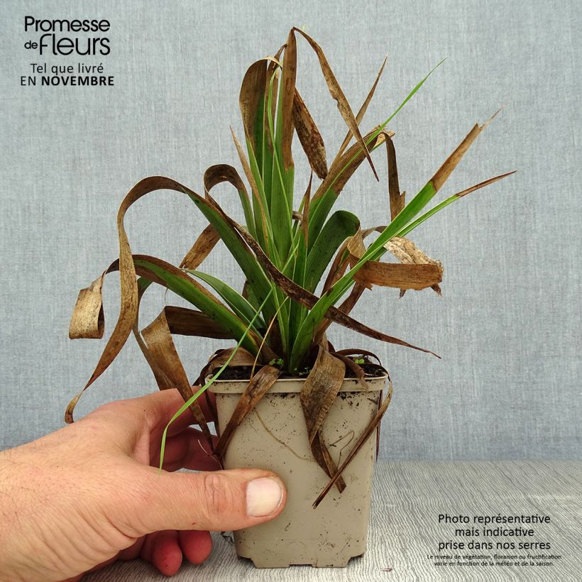 Luzula sylvatica Marginata 8/9 cm pot sample as delivered in autumn