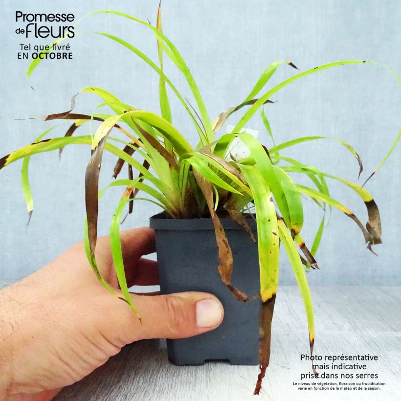 Luzula sylvatica Solar Flare 8/9 cm pot sample as delivered in autumn