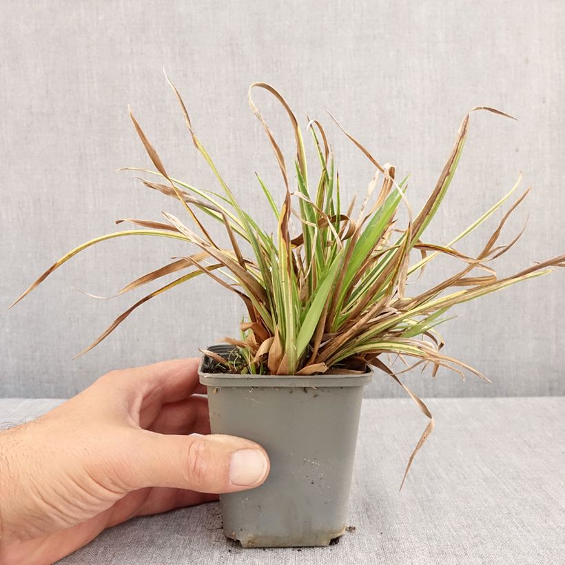 Luzula sylvatica Surprise 8/9 cm pot sample as delivered in autumn