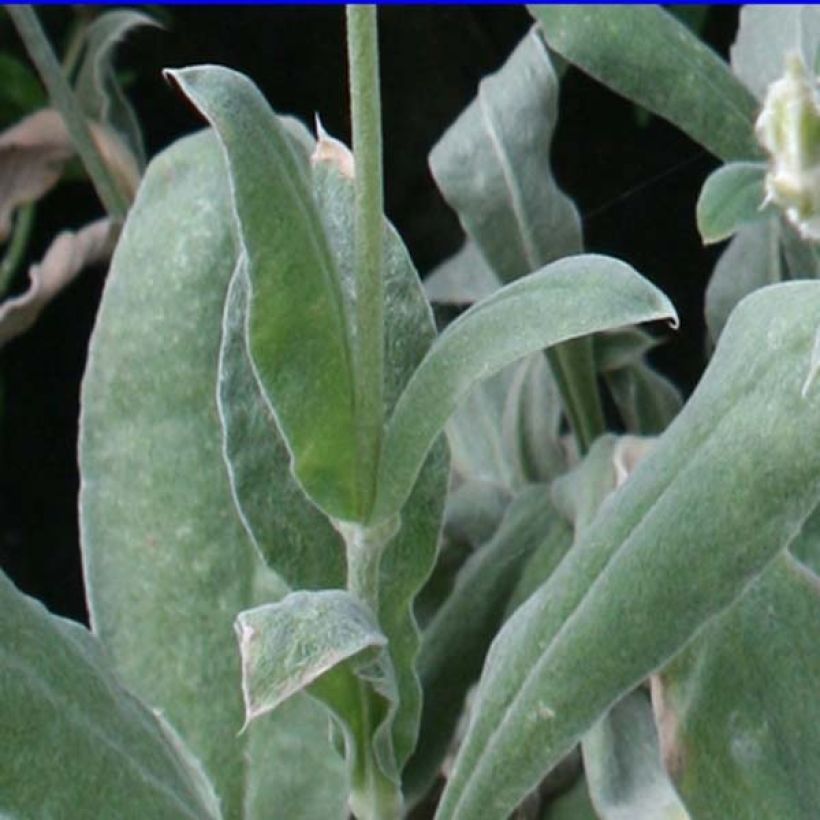 Lychnis coronaria Atrosanguinea (Foliage)