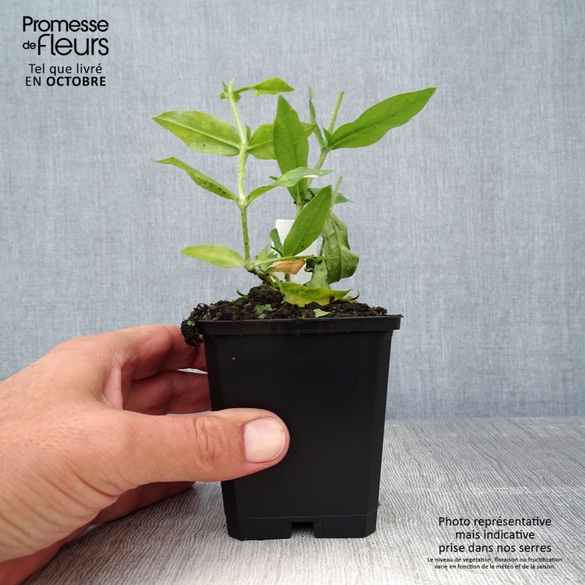 Lychnis chalcedonica Alba 8/9 cm pot sample as delivered in autumn