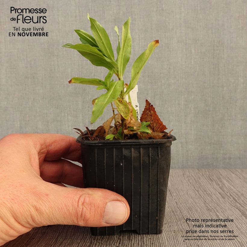 Lychnis chalcedonica Flore Pleno 8/9 cm pot sample as delivered in autumn