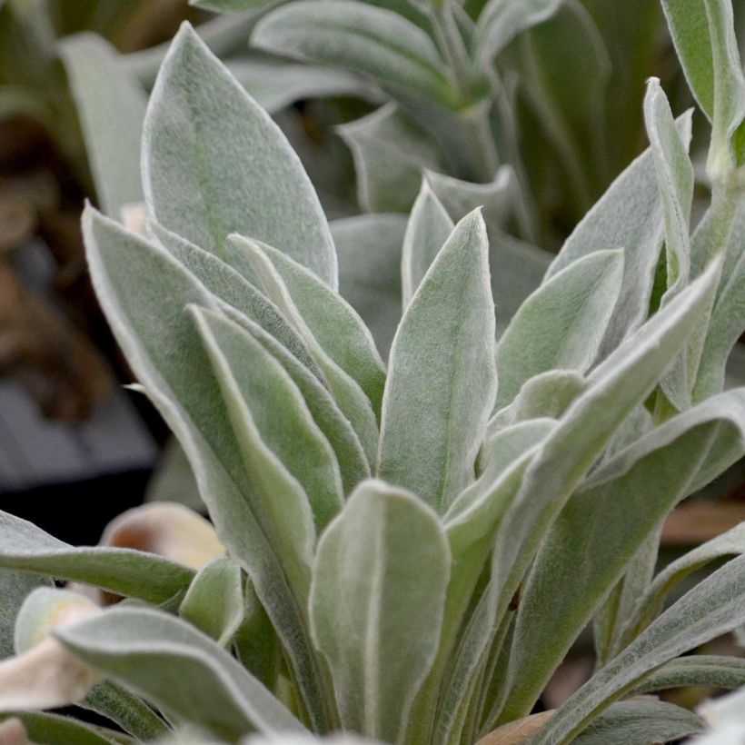 Lychnis coronaria Alba (Foliage)