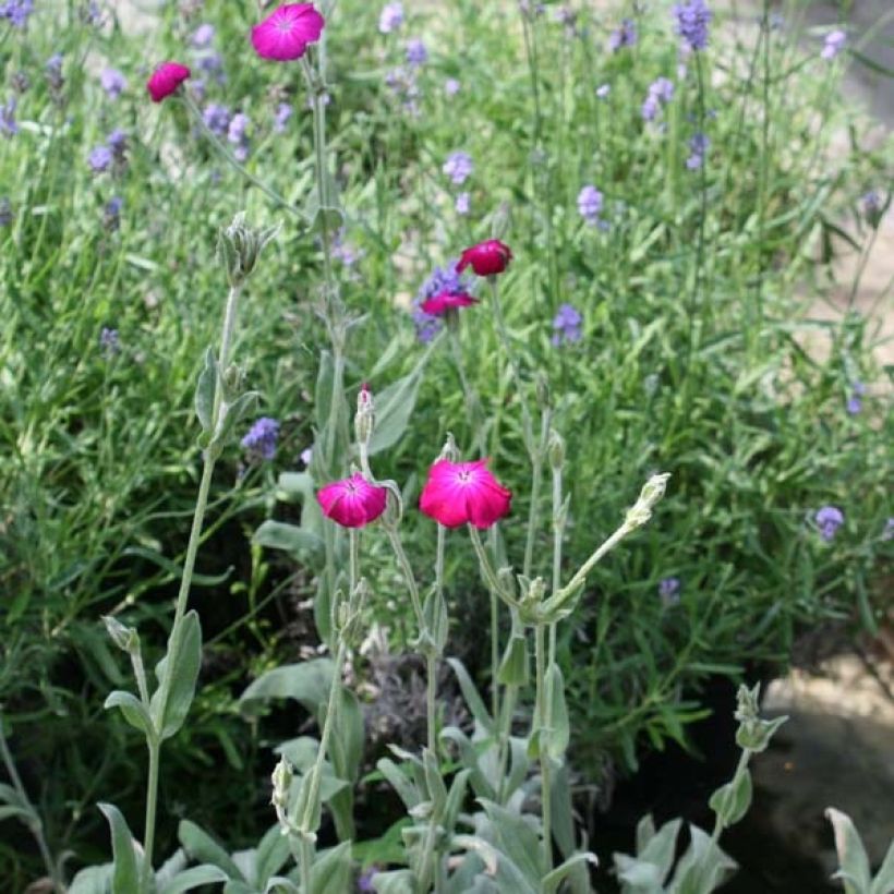 Lychnis coronaria (Plant habit)