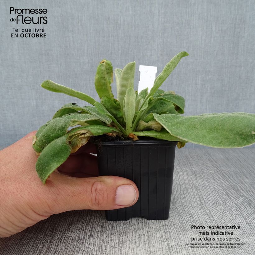 Lychnis coronaria 8/9 cm pot sample as delivered in autumn