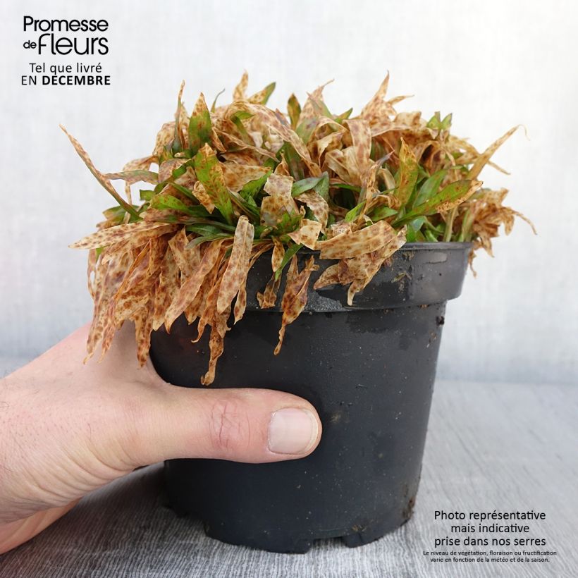 Lychnis flos-cuculi Jenny 2L/3L pot sample as delivered in autumn