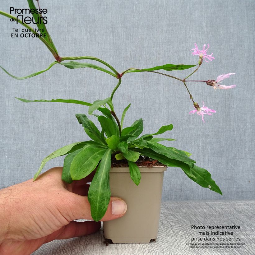 Lychnis flos-cuculi 8/9 cm pot sample as delivered in autumn