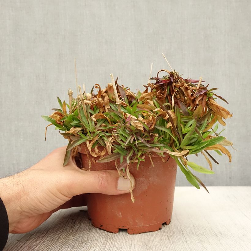 Lychnis flos-cuculi Petit Henri 1.5L/2L pot sample as delivered in autumn