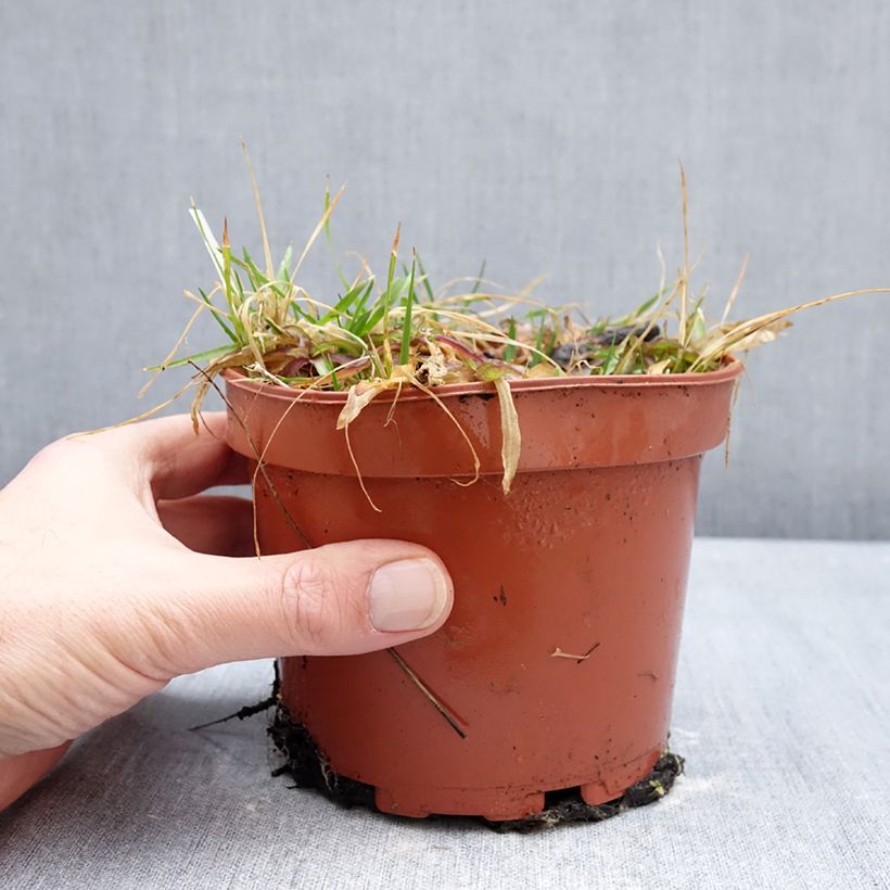 Lychnis flos-cuculi Petit Henri 1.5L/2L pot sample as delivered in winter