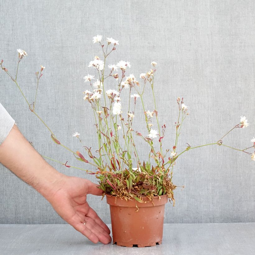 Lychnis flos-cuculi Petit Henri 1.5L/2L pot sample as delivered in spring