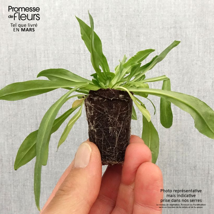 Lychnis flos-cuculi Petite Jenny Plug plant 3/4cm sample as delivered in spring