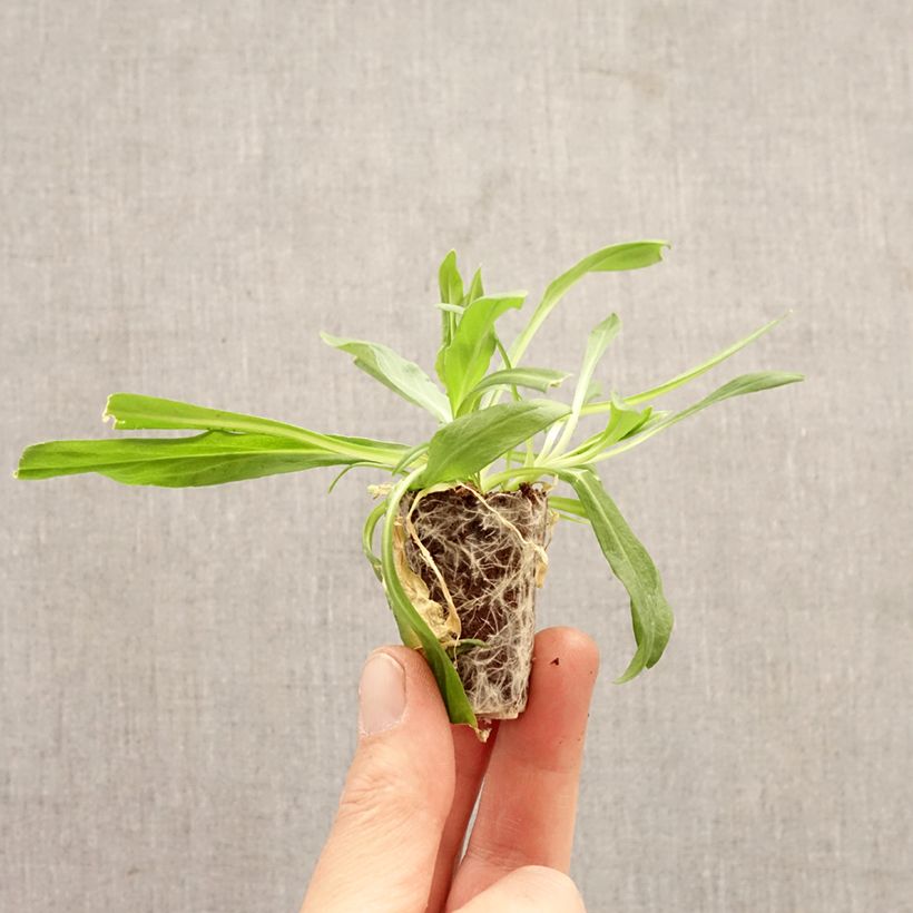 Lychnis flos-cuculi Petite Jenny Plug plant 3/4cm sample as delivered in spring