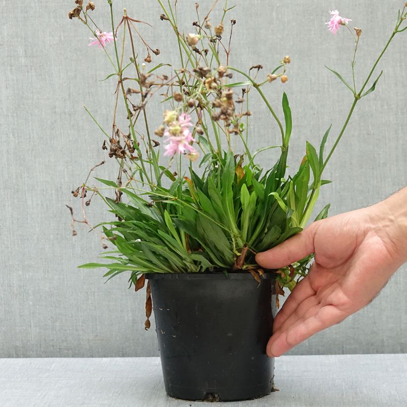 Lychnis flos-cuculi Petite Jenny 2L/3L pot sample as delivered in summer