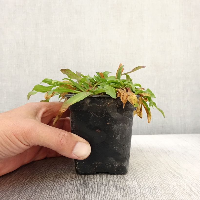 Lychnis flos-cuculi White Robin 7/8 cm pot sample as delivered in autumn