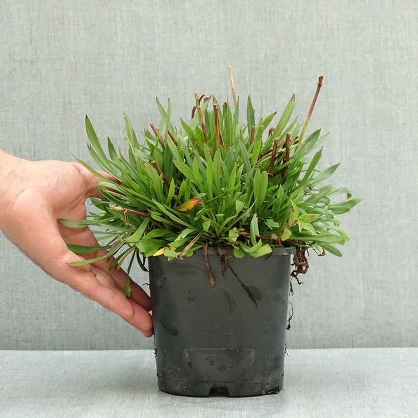 Lychnis viscaria Plena - Attrape-mouches à fleurs doubles Pot de 2L/3L sample as delivered in summer
